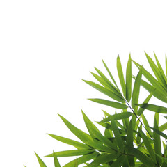 Lush green bamboo leaves against a black background, providing a tropical and natural feel.