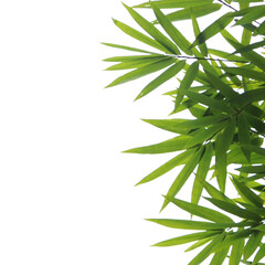 Lush green bamboo leaves against a black background.