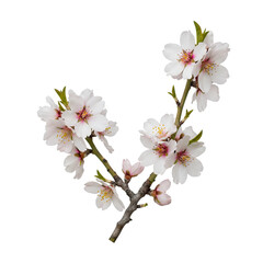 Obraz premium Delicate white almond blossoms burst forth on a branch, signaling spring's vibrant renewal and natural beauty.