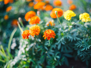 Vibrant Marigold Flowers in Bloom with Soft Bokeh