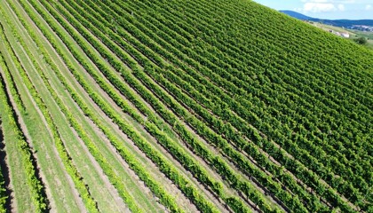 Aerial View of Vineyard Rows on a Sunny Day