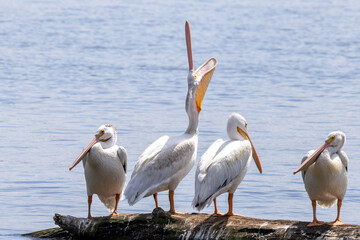 pelicans in the river
