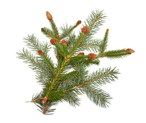 Christmas decorative fir branch with cones isolated on white background. Pine, spruce, holidays, New Year