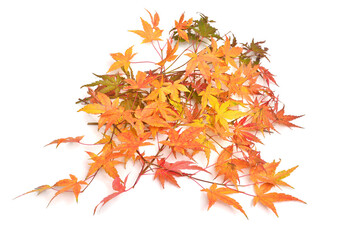 Autumn twig with leaves of Japanese decorative maple isolated on white background. Flat lay, top view