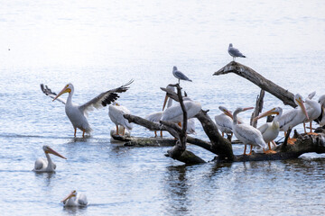 pelicans on the shore