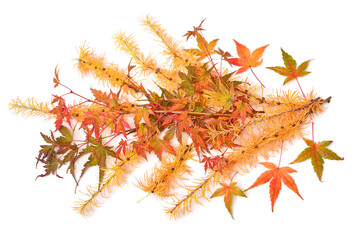 Autumn twig with leaves of Japanese decorative maple and larch isolated on white background. Flat lay, top view