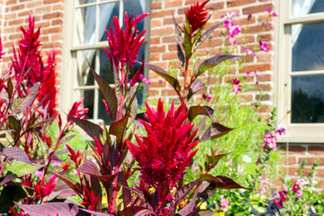 flowers in the garden