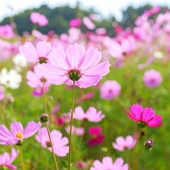 Obraz premium Pink Cosmos Field Bloom