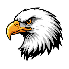 american bald eagle