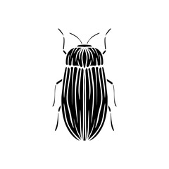 black and white beetle isolated on white background