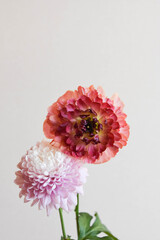 マムとラナンキュラス