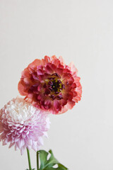 マムとラナンキュラス