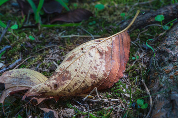秋の森　紅葉した落ち葉に日差しが差し込む05
