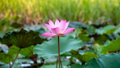 Pink Lotus Flower Pond Scene
