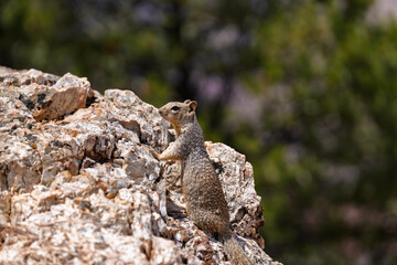 Curious Ground Squirrel on Rocky Ledge in Natural Wildlife Habitat