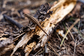 Lizard Camouflage: Wild Reptile Resting on a Dry Forest Log