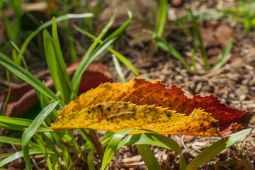 秋の森　紅葉した落ち葉に日差しが差し込む10