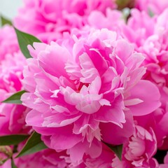 Pink Peony Flowers Closeup