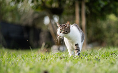 Gato doméstico atigrado caminando atento sobre césped verde en un entorno natural © Manuela
