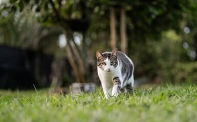 Gato doméstico atigrado caminando sobre césped con mirada directa a la cámara en un entorno natural