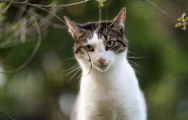 Gato doméstico blanco y gris mirando de frente en la naturaleza con ramas alrededor