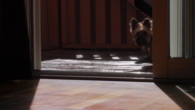 Apprehensive small dog shy scared nervous slow motion