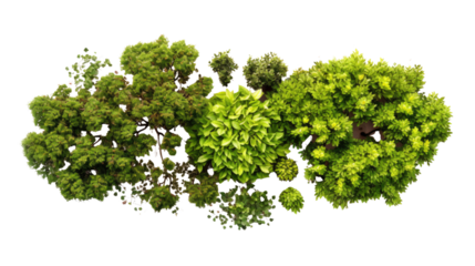 Top view of dense green trees and foliage cluster showing natural forest canopy isolated on white background