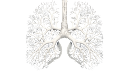 Human lung anatomy with detailed bronchial tree branches showing respiratory system structure and medical concept isolated on white background