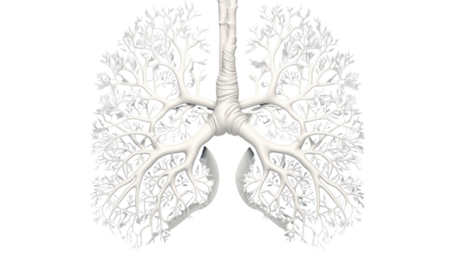 Human lung anatomy with detailed bronchial tree branches showing respiratory system structure and medical concept isolated on white background