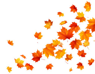 An elegant, transparent background with falling orange and yellow autumn maple leaves, creating a warm and dynamic autumn atmosphere. Perfect for