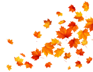 An elegant, transparent background with falling orange and yellow autumn maple leaves, creating a warm and dynamic autumn atmosphere. Perfect for