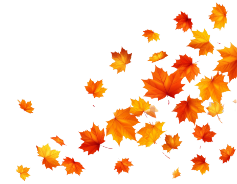 An elegant, transparent background with falling orange and yellow autumn maple leaves, creating a warm and dynamic autumn atmosphere. Perfect for