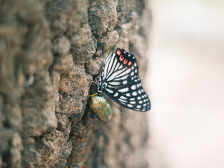 Close-up of a Black and White Butterfly on Tree Bark in Nature