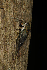 Lateral view of a large Annual Cicada (Neotibicen) climbing up a tree trunk. 