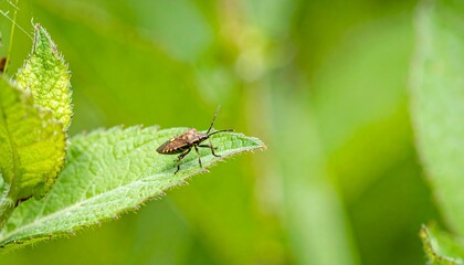 Fototapeta premium Insect on a vibrant leaf