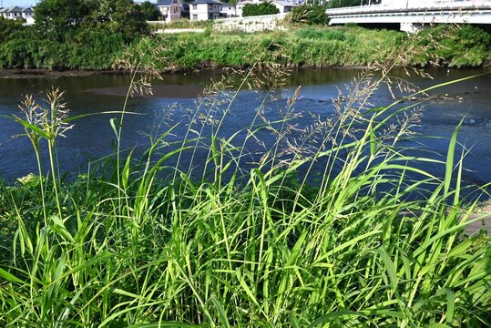 Johnson grass (Sorghum halepense) is a poaceae weed that grows along riverbanks and roadsides. It produces spikelets in panicles from summer to autumn.