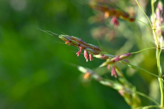 Johnson grass (Sorghum halepense) is a poaceae weed that grows along riverbanks and roadsides. It produces spikelets in panicles from summer to autumn.