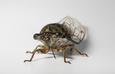 Close-up of the face of an Annual Cicada (Neotibicen) showing its long proboscis (sucking mouthparts), three tiny red ocelli (simple eyes), and two large compound eyes.