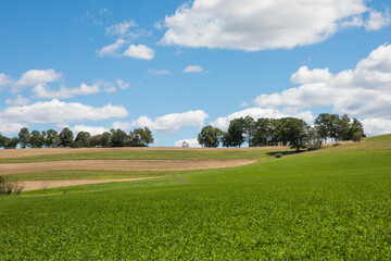 Scenic meadow and rolling hills under blue sky, USA