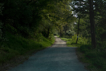 Naklejka premium Dense forest with pathway leading deep into the woods