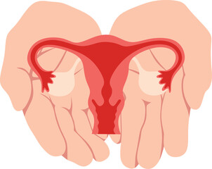 The female reproductive system. Hands carrying the uterus and ovaries.