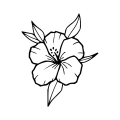 hibiscus flower line art drawing