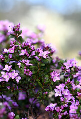 Pink flowers of the Australian native Boronia crenulata, family Rutaceae. Australian flora background with copy space. Known as the Aniseed Boronia. Endemic to south west of Western Australia. 