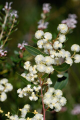 Close up of cream flowers of the Australian native Myrtle Wattle, Acacia myrtifolia, family Fabaceae, subfamily Mimosoideae, in Sydney woodland. Also known as the Red Stemmed Wattle