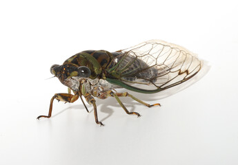 A large Annual Cicada (Neotibicen) from Ohio. Found in early September. 