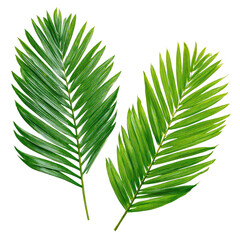 Close-up of two palm fronds