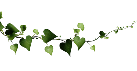 Close-up of a vine with heart-shaped leaves.  Dark green leaves and stems are outlined against a black background.  The leaves are slightly varied in size and shape