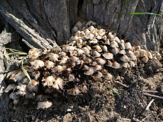 Mushroom colony growing together at base of tree