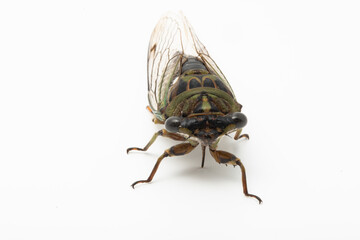 Looking at the face of an Annual Cicada (Neotibicen).  It has two large, dark compound eyes on the sides of its head, and an additional three small, reddish simple eyes in the center of its head. 