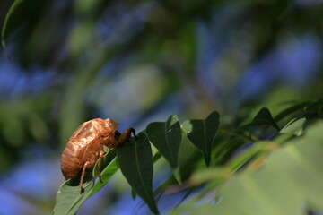 蝉の抜け殻